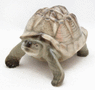 Turtle thumbnail