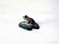 Tiny Sweet Frog thumbnail