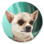 Chihuahua dog by Belov