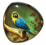 Macaw thumbnail