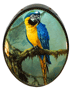 Macaw parrot thumbnail