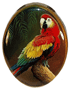 Macaw Parrot thumbnail